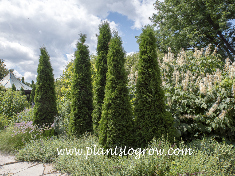 American Pillar Arborvitae Thuja Occidentalis Plants To Grow Plants